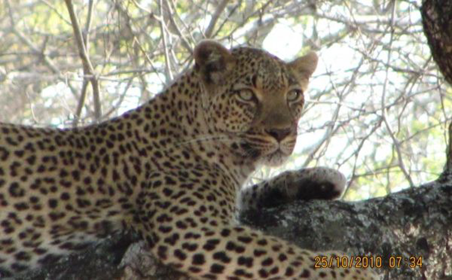 a leopard