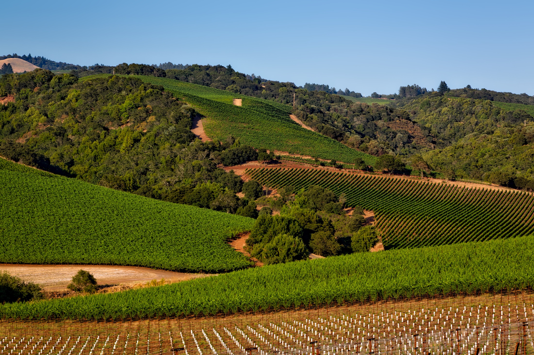 vineyard
