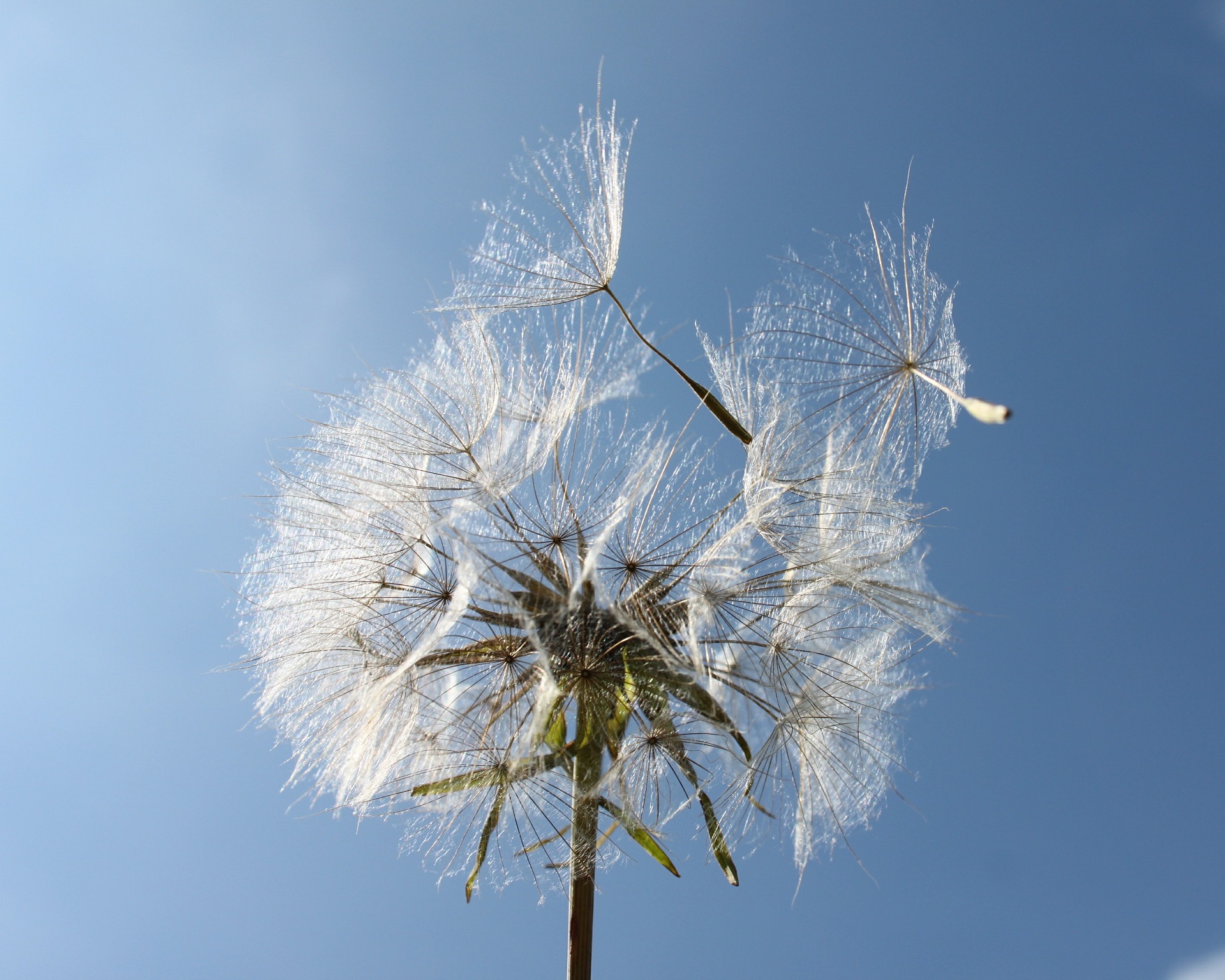 dandelion blowing in the wind