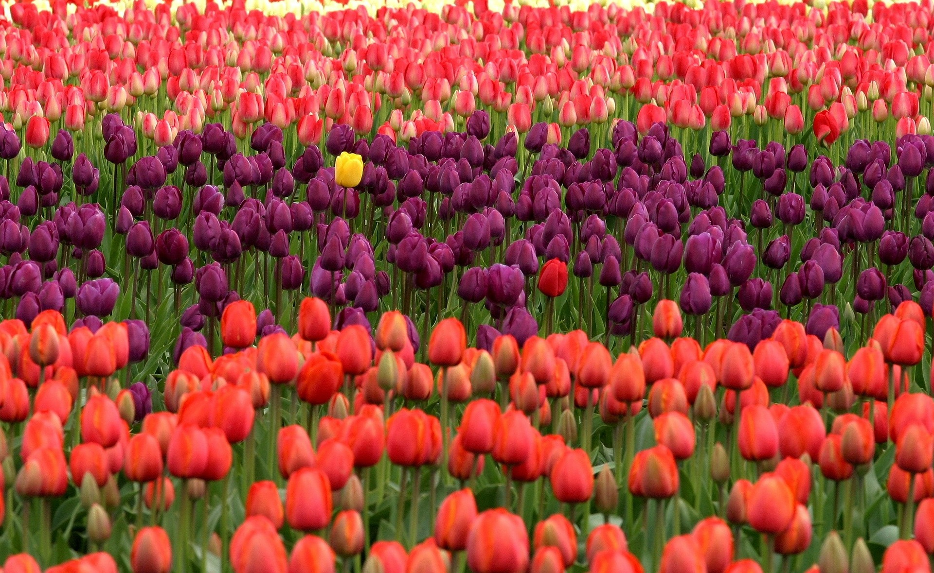 field of tulips