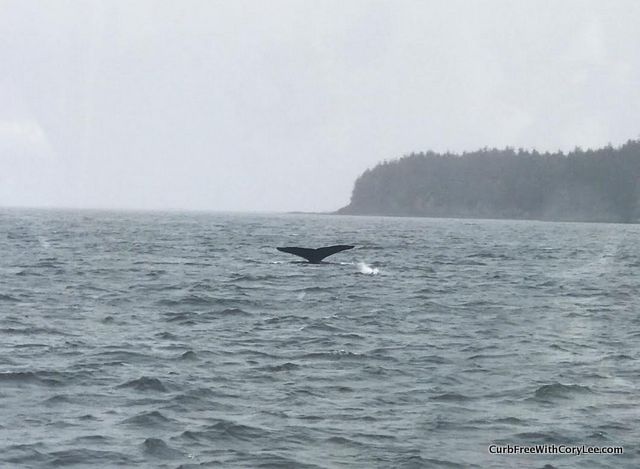 whale watching