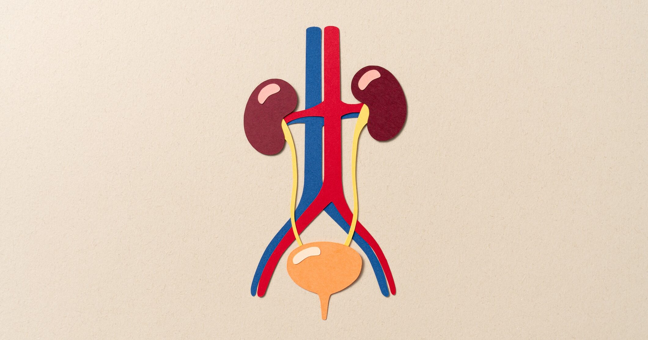 Human Kidney and Bladder Urinary System Anatomy Paper Craft